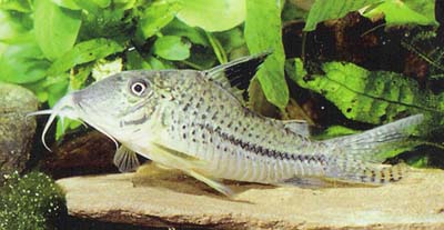 Corydoras sp. C42